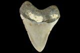 Fossil Megalodon Tooth - North Carolina #109824-2